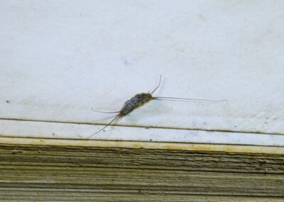 Pest books and newspapers. Insect feeding on paper