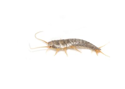 silverfish sideview