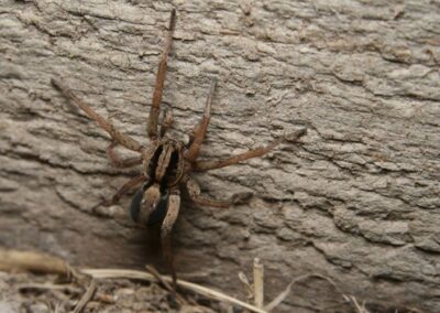 wolf spider on house