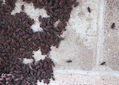 Boxelder Bugs On Concrete Foundation